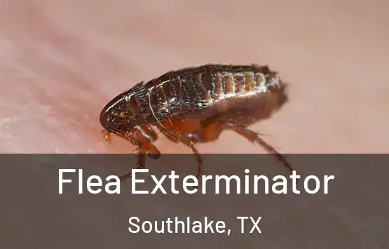  Flea Exterminator Southlake, TX