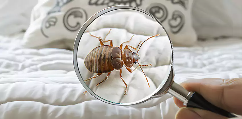 bed-bug-pest-control in Southlake, TX