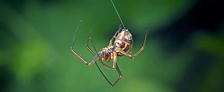 Spider and Mosquito Control Solutions Southlake, TX