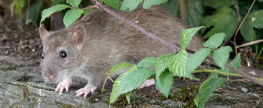 mice-control in Southlake, TX