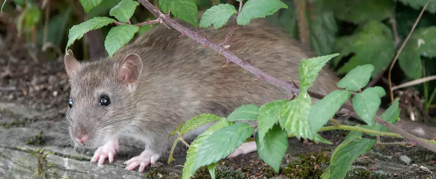 mouse-control in Southlake, TX