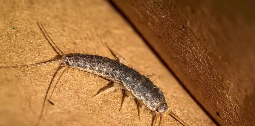 silverfish-control in Southlake, TX
