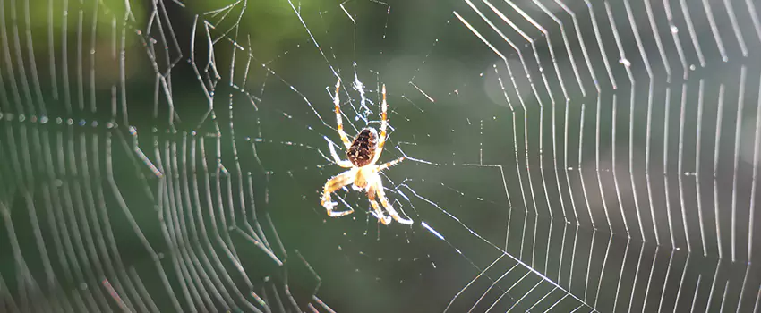 spider-pest-control in Southlake, TX