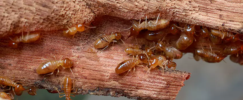 termite-treatment in Southlake, TX