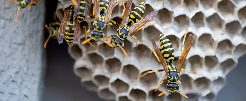 wasp-pest-control in Southlake, TX
