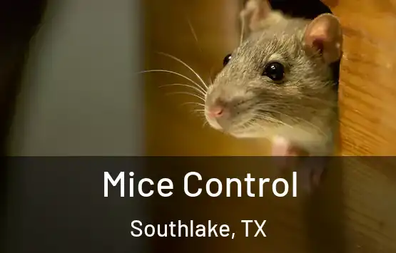  Mice Control Southlake, TX