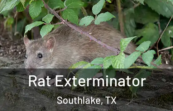  Rat Exterminator Southlake, TX